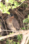 White-backed Night Heron (Gorsachius leuconotus)