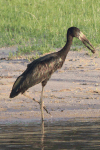 Mainland African Openbill (Anastomus lamelligerus lamelligerus)