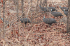 Bushveld Helmeted Guineafowl (Numida meleagris mitratus)