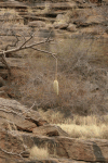 Baobab Fruit