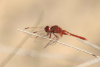 Broad Scarlet (Crocothemis erythraea)