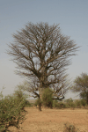 African Baobab (Adansonia digitata)