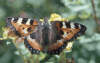 Aglais urticae