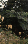 Tree Fern