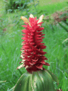 Costus barbatus