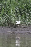 Eastern Great Egret (Ardea alba modesta)