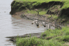 Dugout Canoes Sepik River