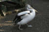 Australian Pelican (Pelecanus conspicillatus)