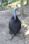 Southern Cassowary (Casuarius casuarius)