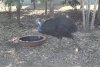 Southern Cassowary (Casuarius casuarius)