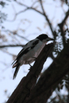 Black-backed Butcherbird (Cracticus mentalis)