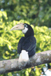 Blyth's Hornbill (Rhyticeros plicatus)