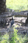 Little Pied Cormorant ssp. melanoleucos (Microcarbo melanoleucos melanoleucos)