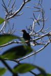 Long-tailed Myna (Mino kreffti)