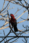 Purple-bellied Lory (Lorius hypoinochrous)