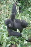 Gorilla beringei