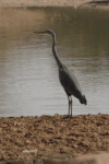 Ardea melanocephala