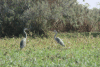 Ardea melanocephala