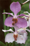 Orchid