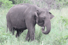 Elephas maximus