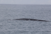 Balaenoptera musculus