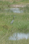 Ardea melanocephala