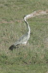 Ardea melanocephala