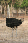 Common Ostrich (Struthio camelus)