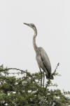 Ardea melanocephala